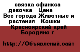 связка сфинкса. девочка › Цена ­ 500 - Все города Животные и растения » Кошки   . Красноярский край,Бородино г.